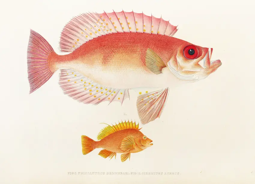 Fauna japonica Pl.010 (1833-1850) by Philipp Franz Balthasar von Siebold